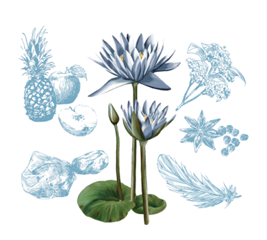花風PLATINA Blue Water Lily　香りのイメージ図