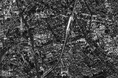 2025年6月9日(月)QPS研究所の小型SAR衛星10号機 「ワダツミ-Ⅰ」による初画像(ファーストライト)として、高精細モード画像を公開