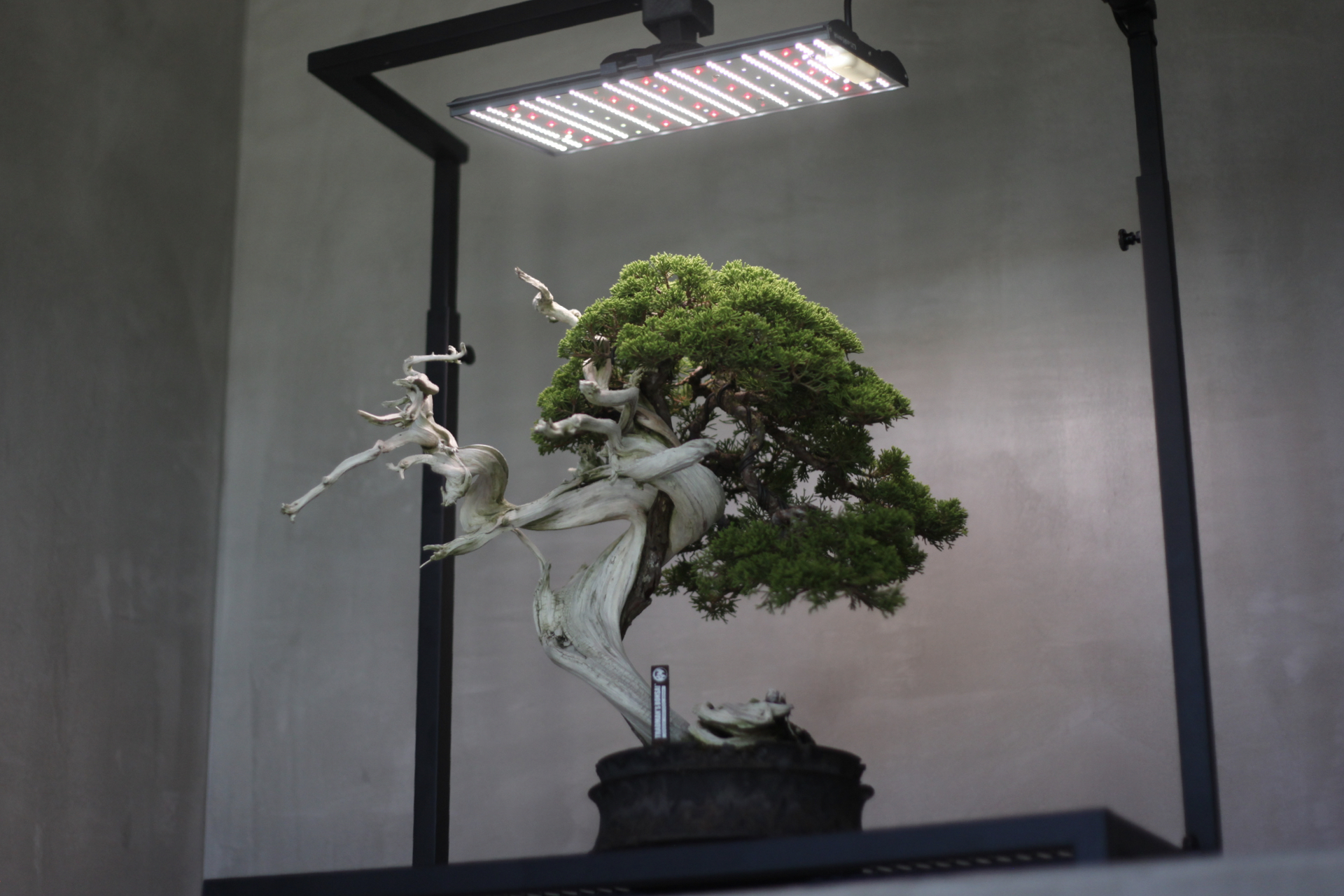 日本の伝統文化である盆栽を世界に伝える集団 TRADMAN'S BONSAIが盆栽