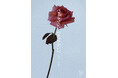 2024年のテーマはrose study。11月1日(金)にuka Holiday Coffret rose studyを発売