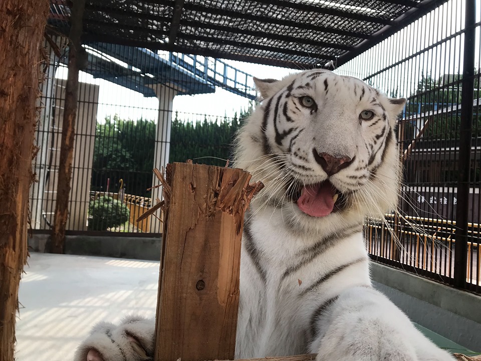 ６7th開園記念感謝デー 株式会社池田動物園のプレスリリース