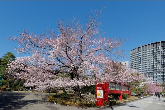前庭の桜　写真：国立劇場提供