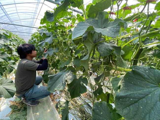 宮崎県新富町ではきゅうりを画像認識する機械学習用プログラムの画像撮影を農場で行っている