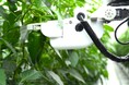 AGRIST、JA全農いわてに機能強化をしたピーマン収穫ロボットを継続導入決定