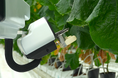 AGRIST、きゅうり農家の下葉かき・摘果作業時間を最大6割削減を目指す。令和7年度補正予算「スマート農業技術の開発・供給に関する事業」に採択