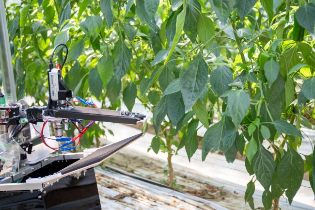AIを活用した農産物の自動収穫ロボットの運用をピーマン農場で開始