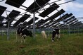 震災を乗り越えた福島の農地で!個人向けクラウド型太陽光発電「ピーパ」耕作放棄地で放牧牛を育てるソーラーシェアリング