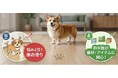 【ペットと暮らす家庭の実態調査】犬・猫オーナーの住まいの悩み1位は「床の滑り」、約半数がペット向け建材・住宅アイテムに関心