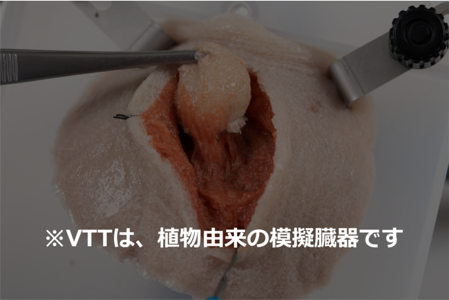 VTT(Versatile Training Tissue)はコンニャク由来の環境・倫理負荷の低い、安価で高品質なトレーニング用模擬臓器