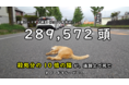 猫のロードキル『28万9,572頭』人と動物の共生センターが推計を発表