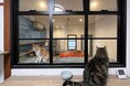 猫と暮らす人の“もしも”に備える「ペット後見」の東京拠点開設。人と動物の共生センター東京支部2024年12月より活動を開始