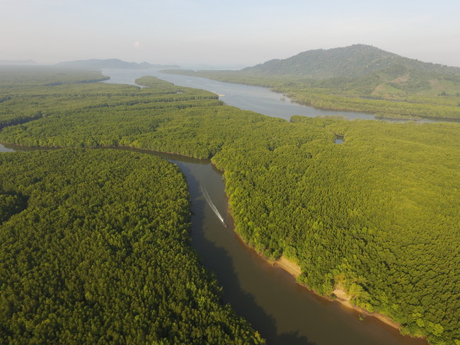 タイのマングローブ植林地は世界遺産登録を目指す