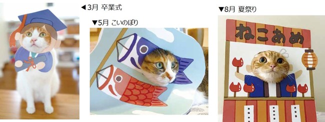 新刊情報 猫が顔だし看板で大変身 はめ猫 写真集が発売 株式会社 宝島社のプレスリリース