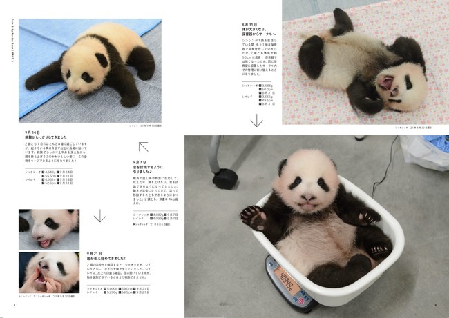 シャオシャオ レイレイ ふたごの赤ちゃんパンダbook 1 24発売 ふたごの特製しょうゆ皿 付録つき 株式会社 宝島社のプレスリリース