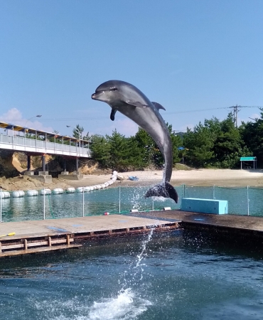 イルカと遊べる水族館「シードーナツ」も動画に登場