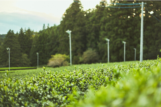 茶畑を中心とする情緒あふれる風景が魅力的な「左貫地区」