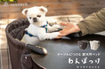 お出かけ先でもご自宅でも、愛犬と同じ目線で過ごす幸せを。『テーブルにつける愛犬用ベッド わんぽっけ』が新登場!