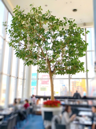 「エスタシオン カフェ」ゴムの木