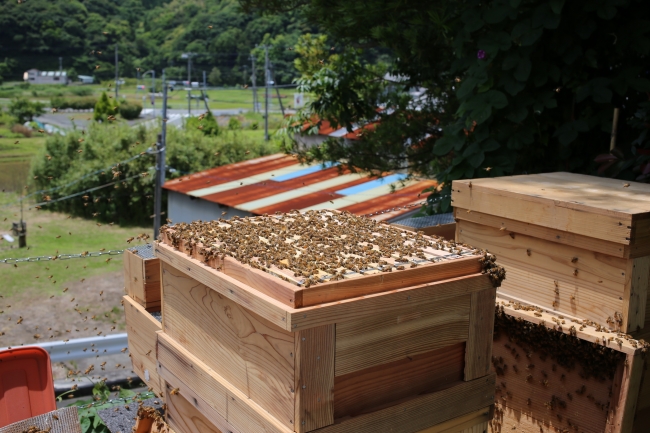 下田市吉佐美での養蜂の様子