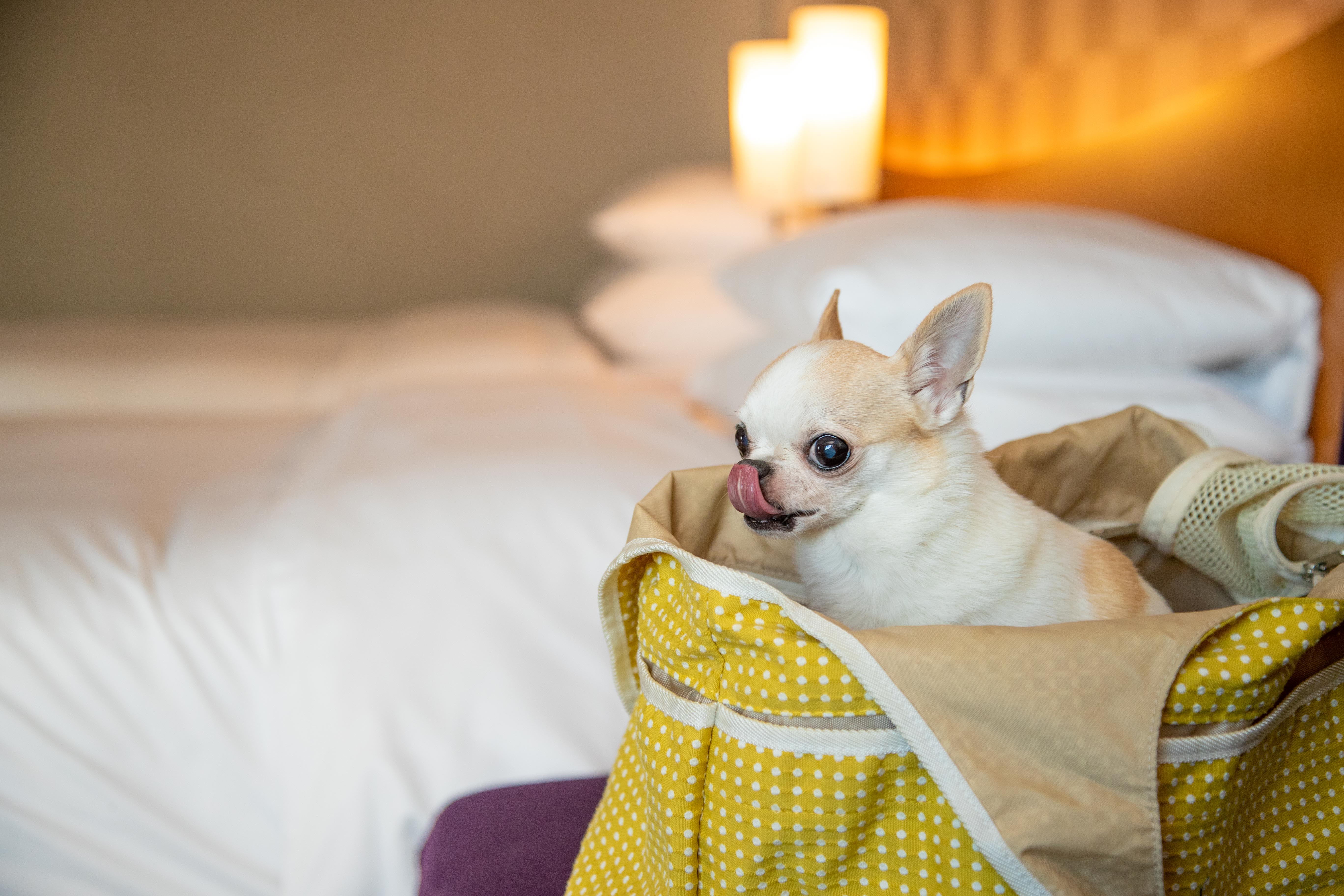 セルリアンタワー東急ホテル 愛犬との渋谷ステイが叶う ドッグフレンドリーステイ 株式会社東急ホテルズのプレスリリース