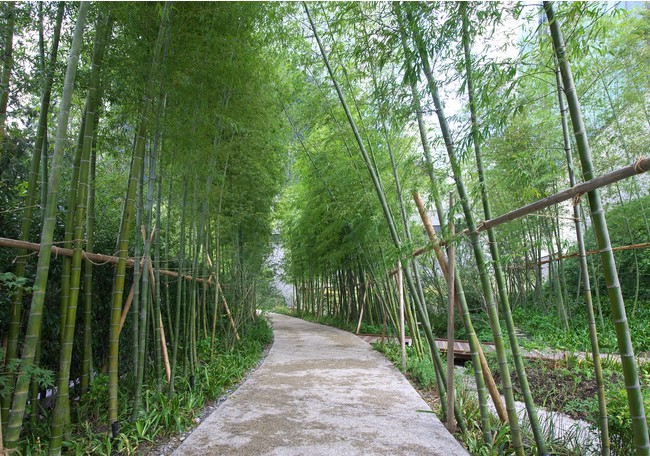 オークラ庭園　竹林＝敷地内の植栽は風の流れを考慮の上、配置されており、クールスポットとして、環境への配慮もなされている。