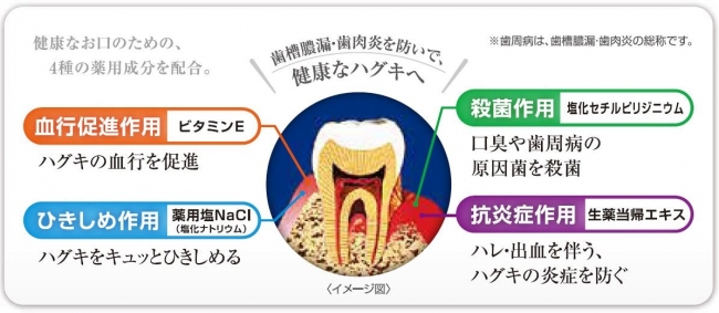 図2歯槽膿漏・歯肉炎からお口を守る4つの薬用成分の作用