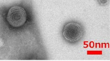 サンスター独自のナノカプセル化技術により皮膚への滞留性が高く 効果的に活性酸素を除去する 米ぬか 油内包リポソーム 開発 サンスターグループのプレスリリース