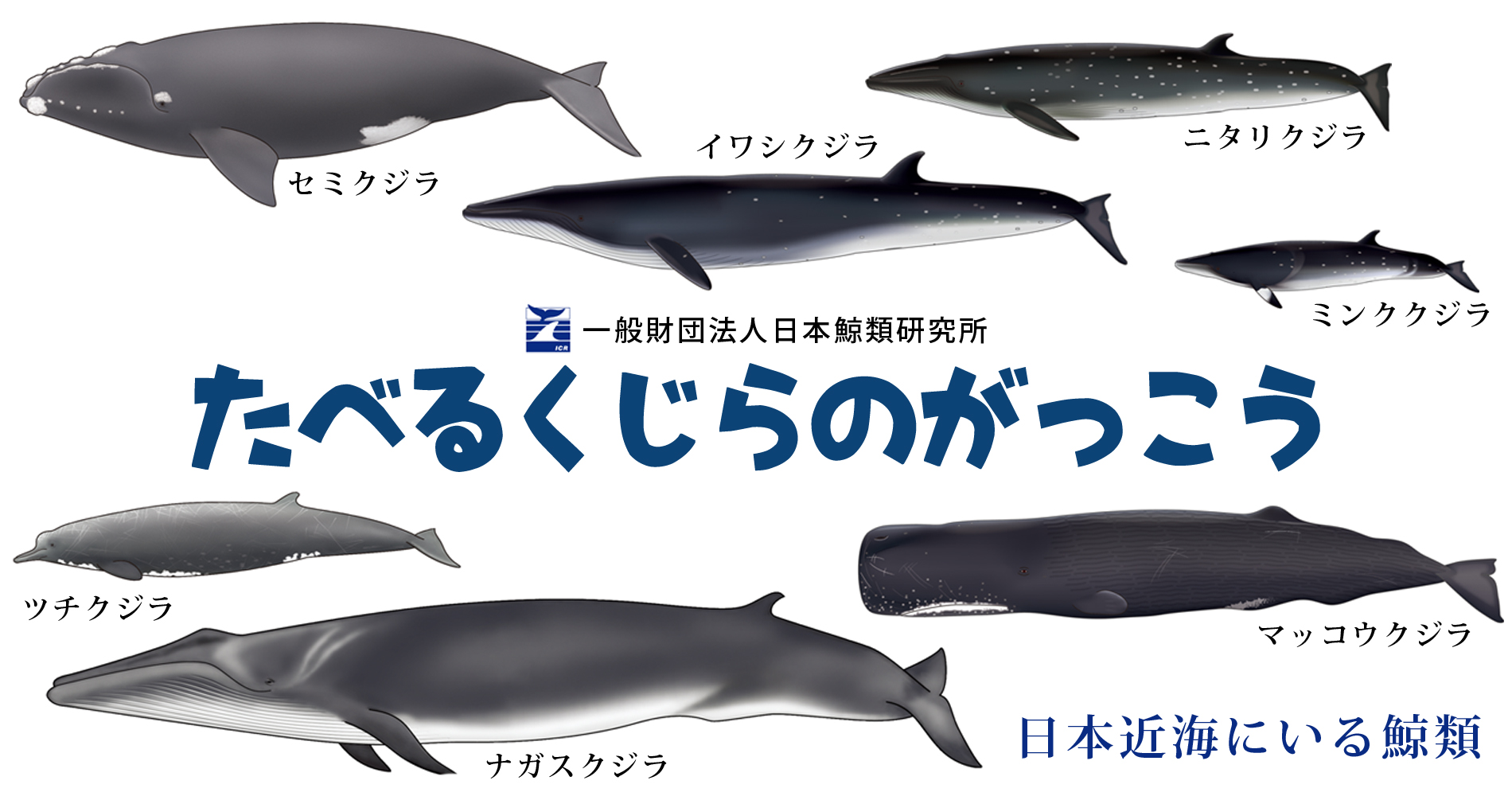 親子で鯨の持続的利 や鯨食文化を学ぶ たべるくじらのがっこう を横浜みなとみらいで開催 株式会社superfineのプレスリリース