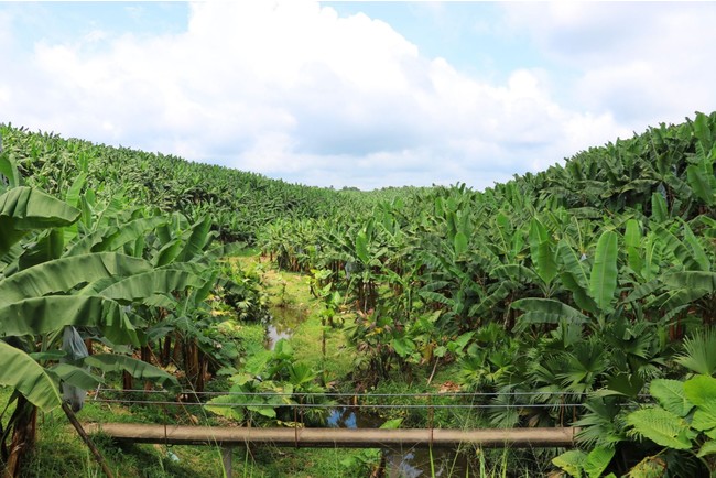 赤道直下の高原地帯に展開する「田辺農園」のバナナの“森”