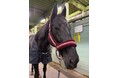 アニマルヘルスケアサービス「animo」アスール乗馬クラブと小淵沢ホースクリニックと共に実証実験開始