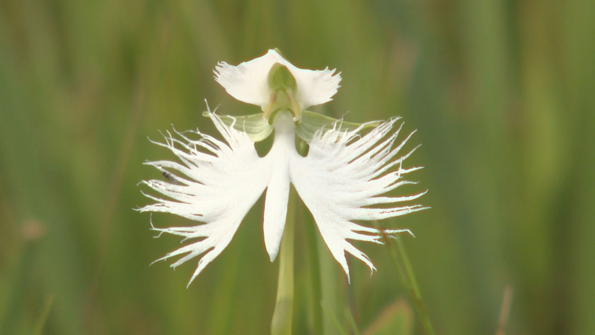 徳島県三好市の黒沢湿原では サギソウ が見頃を迎えました 三好市のプレスリリース