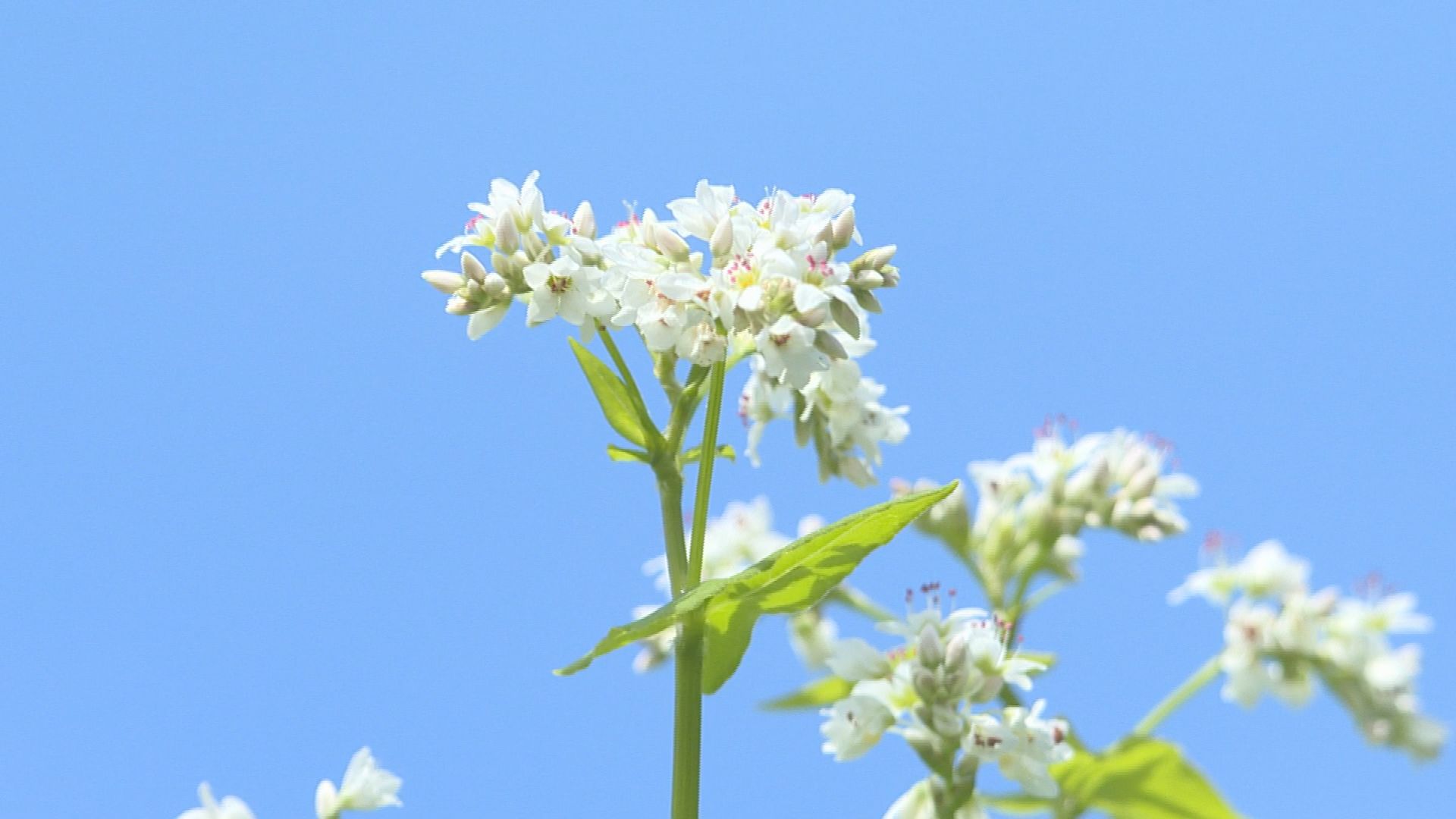 まるで桃源郷 徳島県三好市東祖谷の そばの花 が見頃です 三好市のプレスリリース