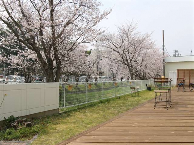 ウッドデッキテラスの先には桜並木があり、3月下旬から4月初旬にかけてさくらが満開を迎える。