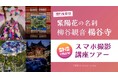 【京都・あじさいの絶景を独占】閉門後の静寂を貸切。花手水発祥の地・柳谷観音楊谷寺で「人混みゼロ」の写真が撮れる、インフルエンサー直伝スマホ撮影講座付きタクシーツアーをMKトラベルが発売！