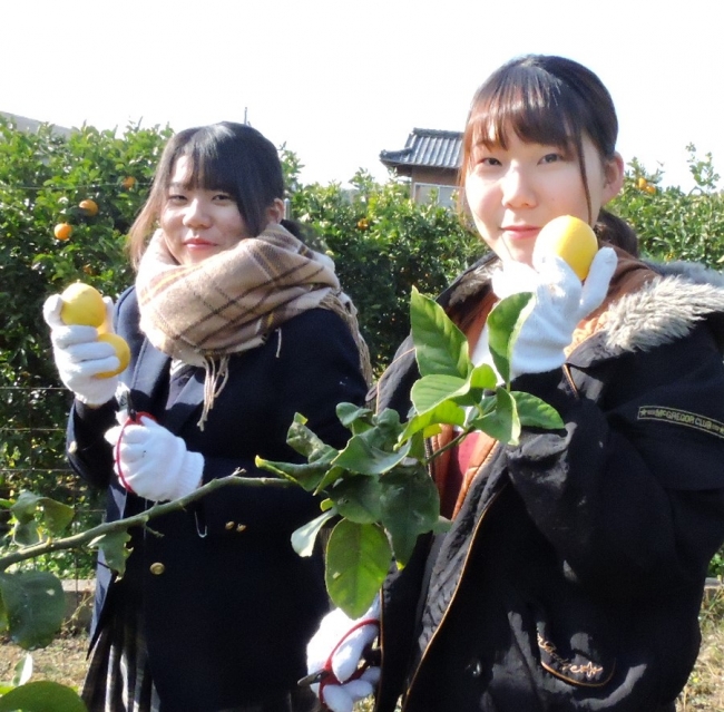 大崎上島の岩﨑農園で県立広島大の学生と大崎海星高校の生徒たちがペアでレモン収穫応援