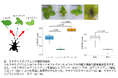 ウキクサを食べる虫の”選り好み”－日本に生育する３種のウキクサに対するウキクサミズゾウムシの摂食嗜好性を解明－
