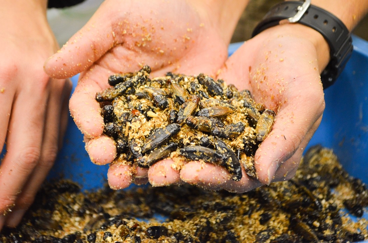 コオロギを発酵させた「コオロギ醤油」を、昆虫食の「ANTCICADA」が開発。クラウドファンディングにて、2020年1月8日まで先行販売開始。