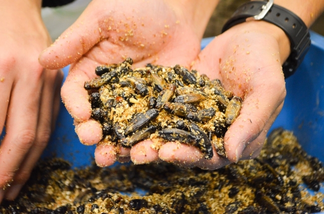 コオロギを発酵させた コオロギ醤油 を 昆虫食の Antcicada が開発 クラウドファンディングにて 年1月8日まで先行販売開始 株式会社join Earthのプレスリリース