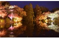 千年の森エリアを拡張し「紅葉ライトアップ」が開催決定!幻想的アートイベント「LIGHT CYCLES KYOTO(ライトサイクル京都)」が、豪華コラボを加えてパワーアップ!