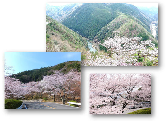 京都のドライブは桜満開の 嵐山 高雄パークウエイ へ お花見bbqも楽しめます 阪急阪神ホールディングス株式会社のプレスリリース