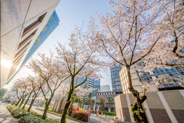 大阪の桜が開花間近 大阪ダイヤモンド地区 さくらフォトコンテスト19 都会の真ん中に咲く桜 ならではの美しい景色を撮りに行こう 3月日 水 4月15日 月 開催 阪急阪神ホールディングス株式会社のプレスリリース