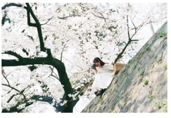 阪急電車で桜シーズンを先取り 期間 本数限定掲出決定 人気の