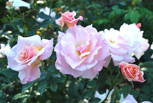 ローズウオークに咲くバラ 近景（10月1日撮影）