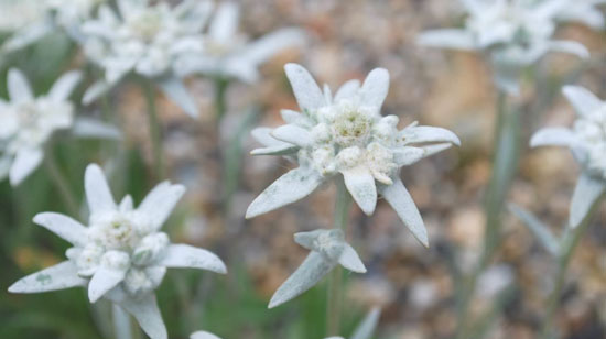 六甲高山植物園 ヨーロッパアルプスに咲く憧れの花 エーデルワイス が見頃を迎えました 阪神電気鉄道株式会社のプレスリリース