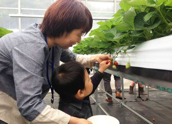 イチゴの摘み取り体験の様子 イチゴの摘み取り体験の様子