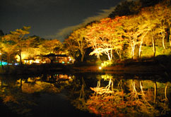六甲高山植物園　紅葉ライトアップの様子
