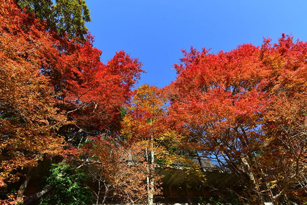 六甲高山植物園 園内の紅葉木　約250本