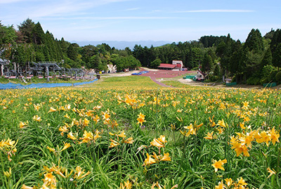 六甲山カンツリーハウス 約27 000株の ニッコウキスゲの大群落 5月26日 土 関西 随一の規模で本格open 阪神電気鉄道株式会社のプレスリリース