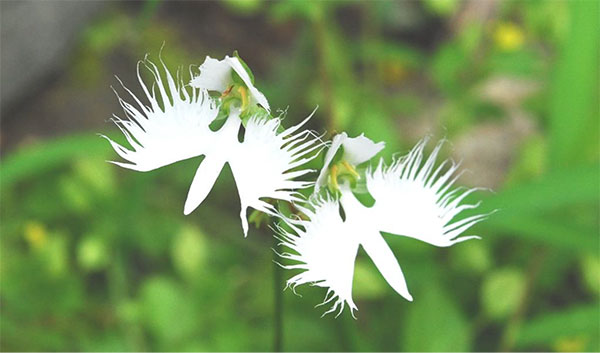 六甲高山植物園 天翔る白鷺の如き花 サギソウが見頃です 阪神電気鉄道株式会社のプレスリリース 六甲高山植物園 天翔る白鷺の如き花 サギソウが見頃です 阪神電気鉄道株式会社のプレスリリース
