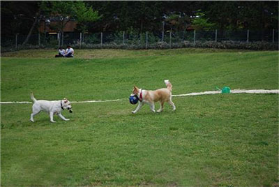 愛犬と過ごす秋の六甲山カンツリーハウス 六甲山のドッグラン 開催 9月8日 土 11月4日 日 の土曜 日曜 祝日 阪神電気鉄道株式会社のプレスリリース